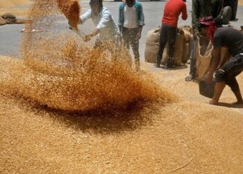 Merchants demand inventory launch, say wheat curb inadequate to comprise costs | Agriculture